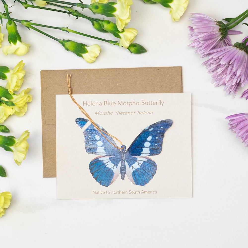 Helena Blue Morpho Butterfly Ornament (Morpho helena)