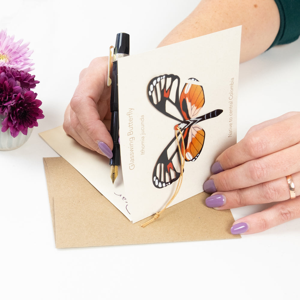 Glass Wing Butterfly Ornament (Ithomia jucunda)